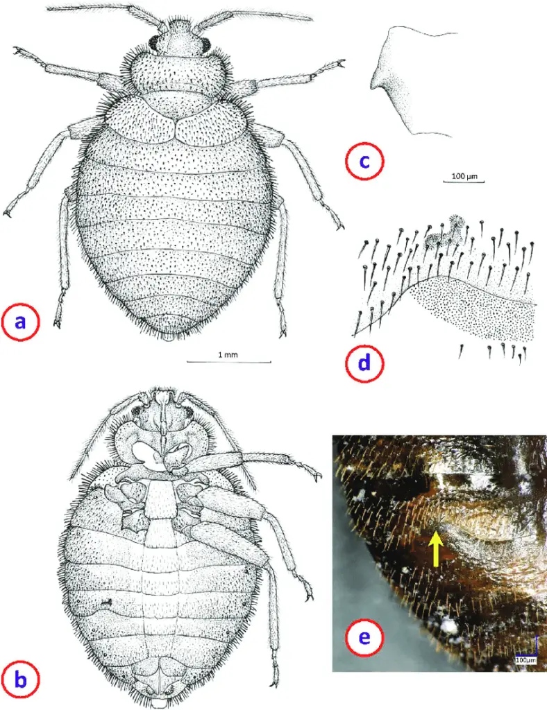 Morphology of Cimex pulveratus sp. nov. female: (a) drawing of habitus: dorsal view; (b) drawing of habitus: ventral view; (c) drawing of spur on coxa III; (d) drawing of paragenital sinus; (e) picture of paragenital sinus (arrow)