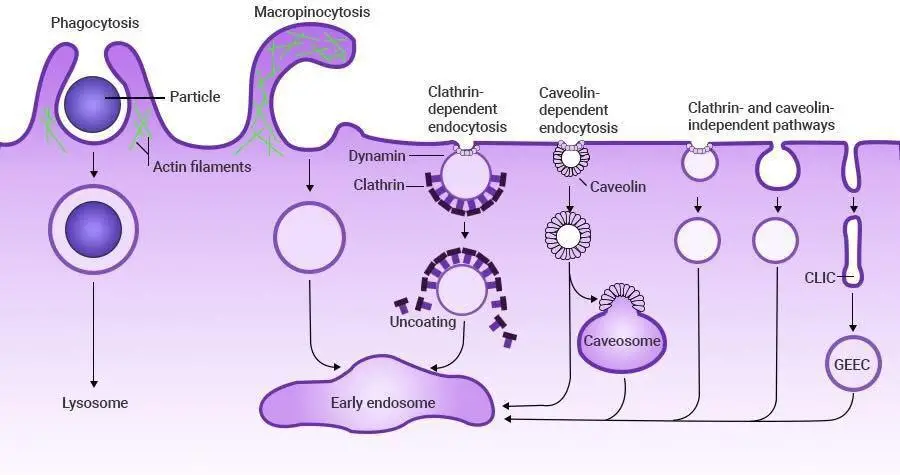 Endocytosis