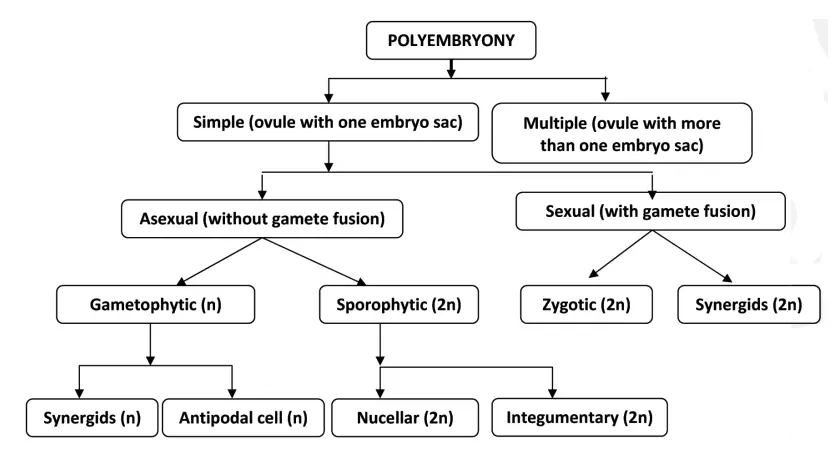  different ways polyembryony