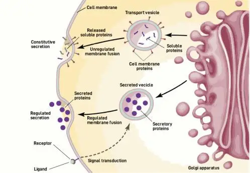 Exocytosis