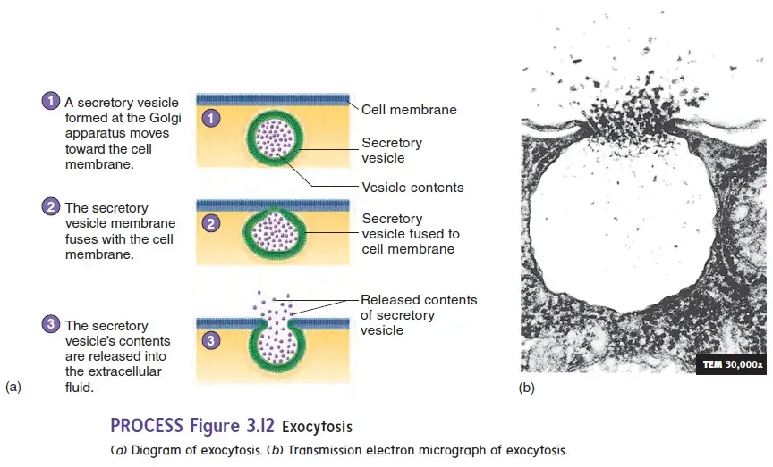 Exocytosis