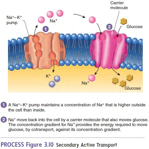 Secondary Active Transport