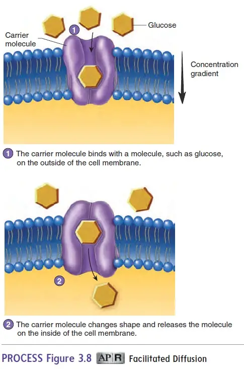 Facilitated Diffusion