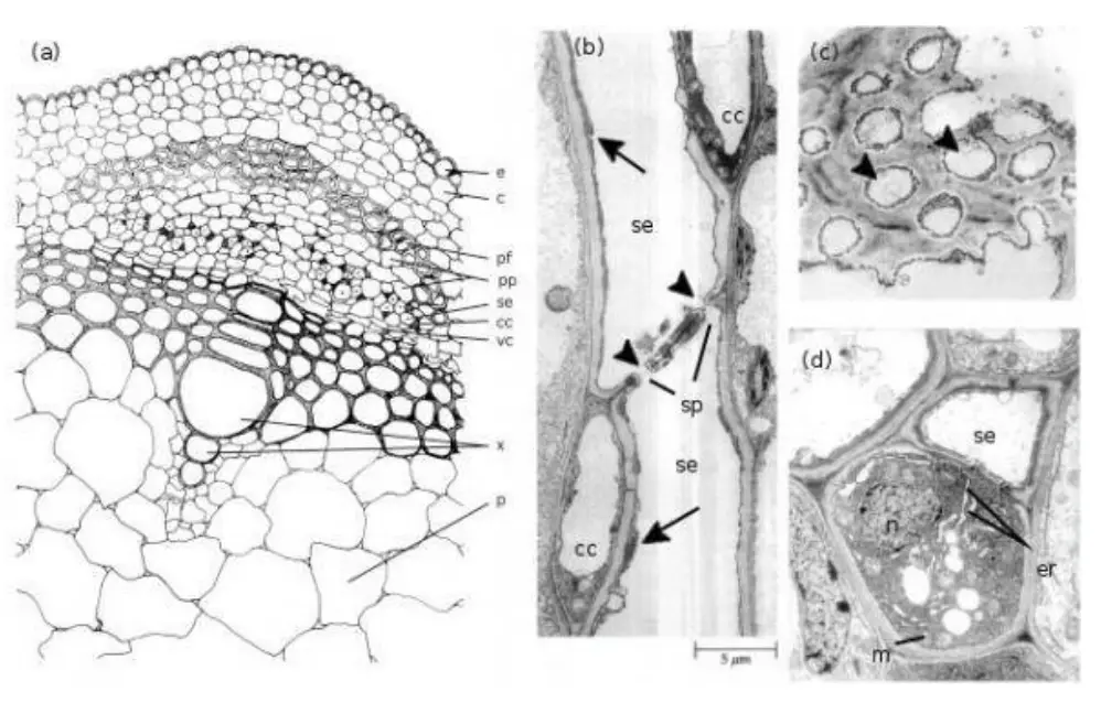 Phloem structure