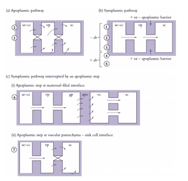 Cellular pathways of phloem unloading