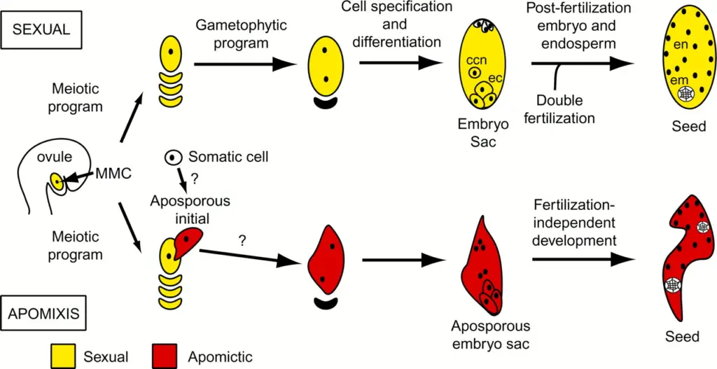 Apomixis - Definition, Types, Functions, Examples - Biology Notes Online