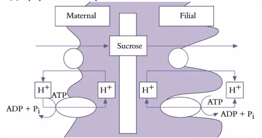 Mechanisms of phloem unloading