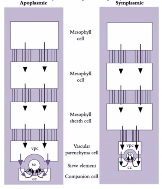 Scheme describing symplasmic and apoplasmic pathways of phloem loading.