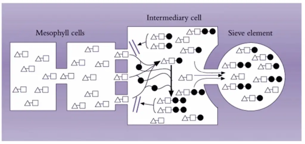 Model of the ‘polymerisation trap mechanism’ to explain symplasinic phloem loading against a
solute concentration gradient. 