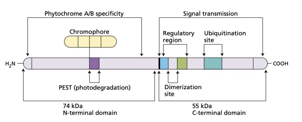 Schematic diagram of the phytochrome holoprotein, showing the various functional domains. 