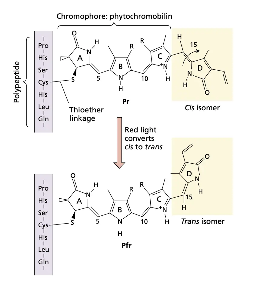 Structure of the Pr and Pfr forms of the chro- mophore (phytochromobilin) and the peptide region bound to the chromophore through a thioether linkage.