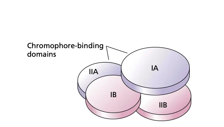 Structure of the phytochrome dimer.