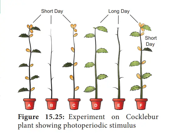 Classification of plants based on Photoperiodism