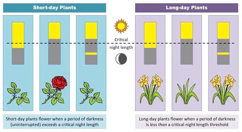 Classification of plants based on Photoperiodism