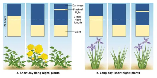 Classification of plants based on Photoperiodism