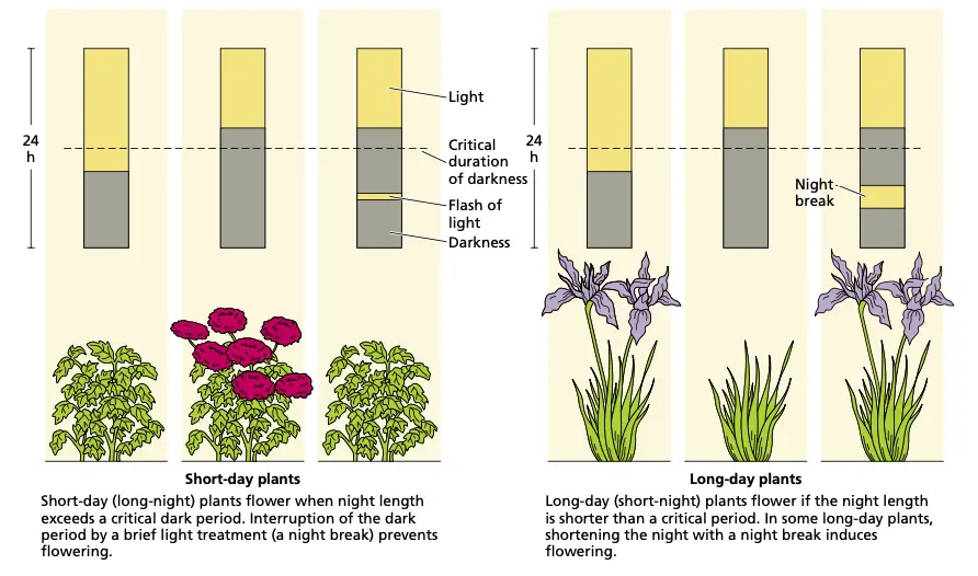 The photoperiodic regulation of flowering. (A) Effects on SDPs and LDPs. (B) Effects of the duration of the dark period on flowering. Treating short- and long-day plants with different photoperiods clearly shows that the critical variable is the length of the dark period.