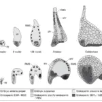 Development of the endosperm of (a) a monocot grain (maize) and (b) a dicot seed (Arabidopsis)