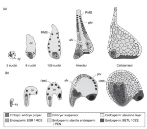 Embryo Development of Dicot and monocot embryo
