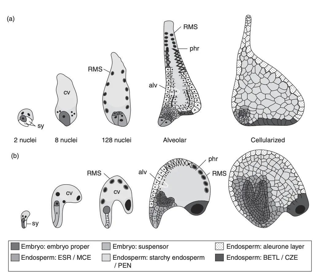 Development of the endosperm of (a) a monocot grain (maize) and (b) a dicot seed (Arabidopsis)