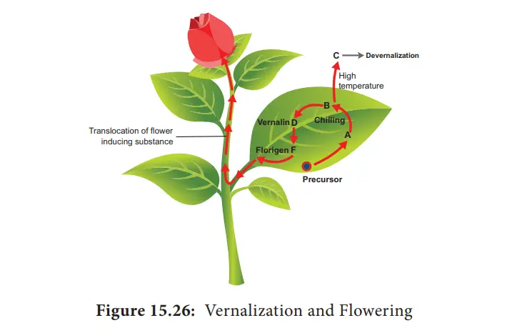 Vernalization
