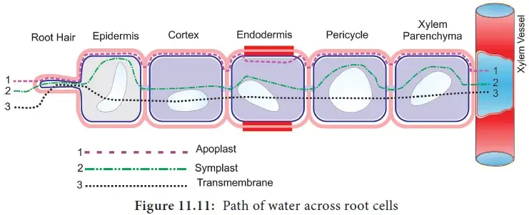 Path of Water Across Root Cells