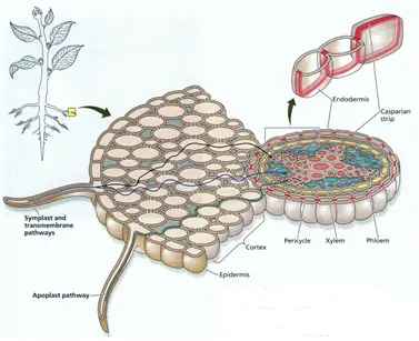 Active absorption of water through symplastic and apoplastic pathway.