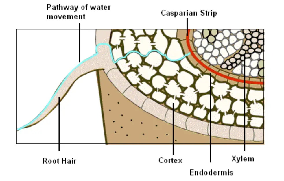 Path of Water Across Root Cells