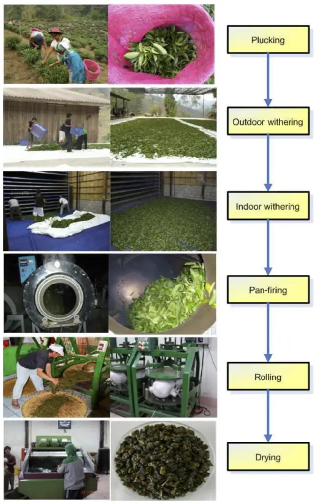 Processing of Tea