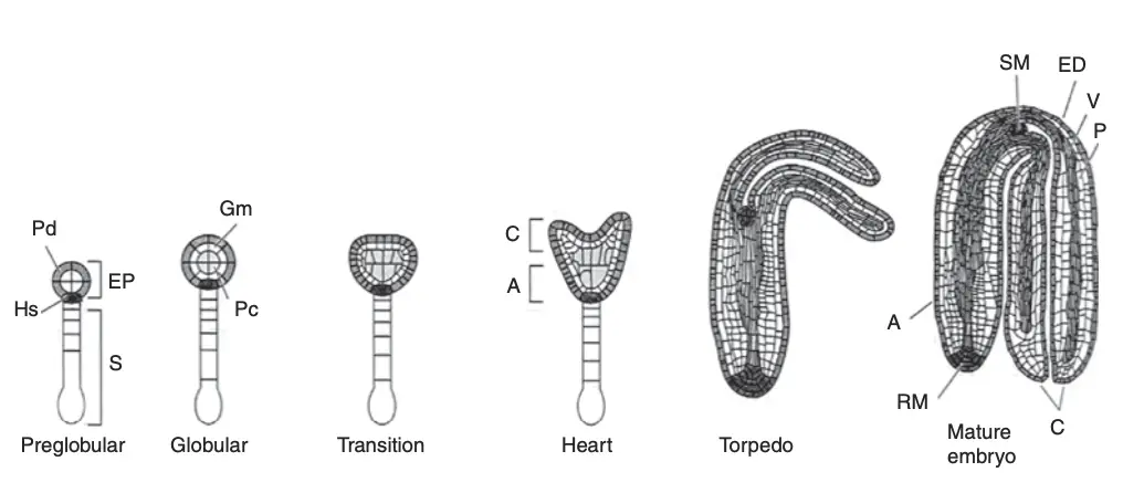 Stages of development of a dicot embryo from the fertilized egg cell (zygote