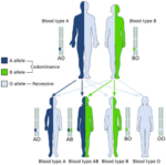 Multiple Alleles - Definition, Characteristics, Examples, Importance