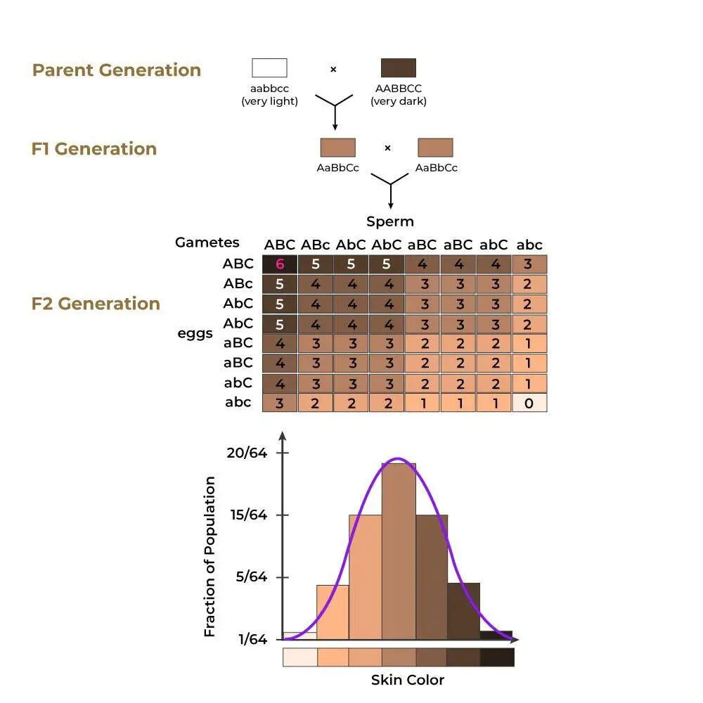 Polygenic Inheritance
