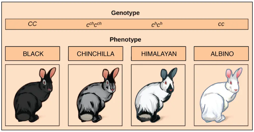 Multiple Alleles example is the gene for coat color in rabbits (the C gene) which comes in four common alleles: C, cch ch, and c.