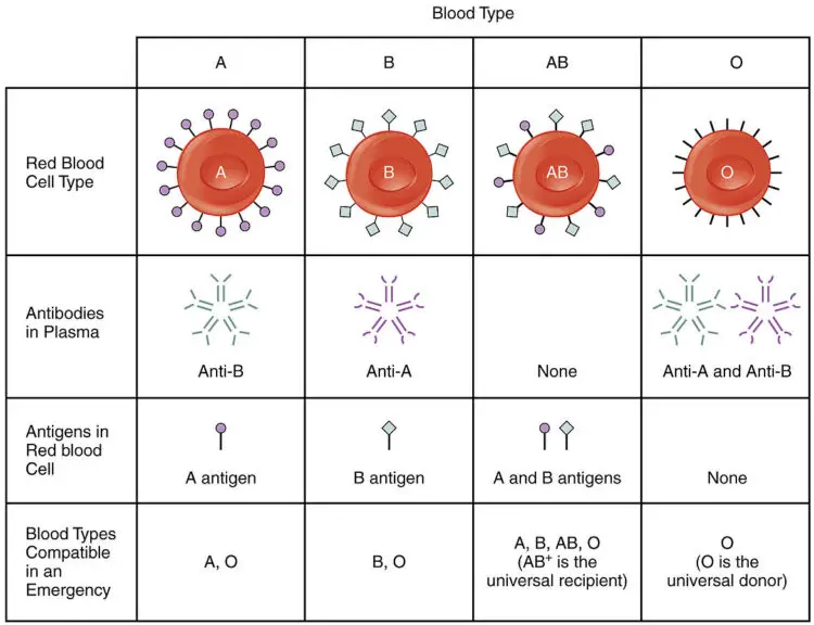 The different ABO blood groups in humans. 