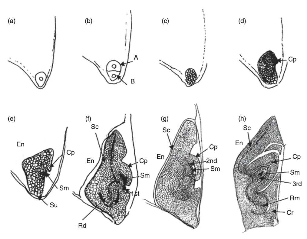 Stages of development of a monocot embryo, such as in rice.