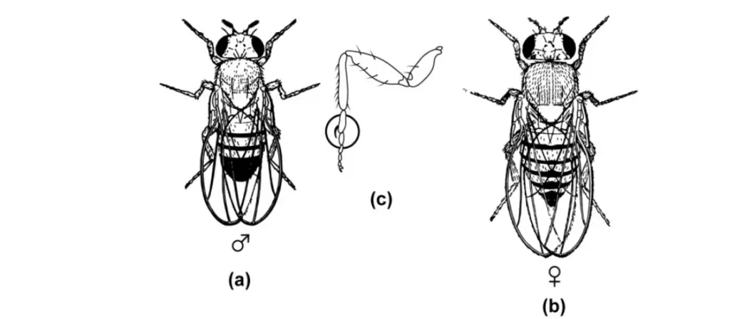 : Drosophila melanogaster, (a) male, (b) female. Two distinguishing
features are: the merging of the posterior bands in the male versus
their distinct separation in the female, and the longer more tapering
abdomen of the female. (c) shows details of a male leg with sex comb
(arrow). 