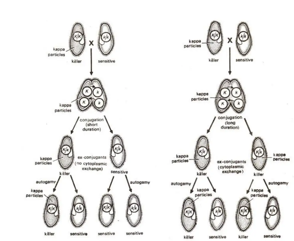 Kappa particles in Paramecium