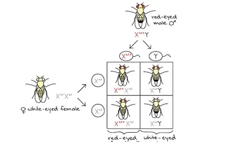 Morgan’s experiments on Dorsophila melanogaster