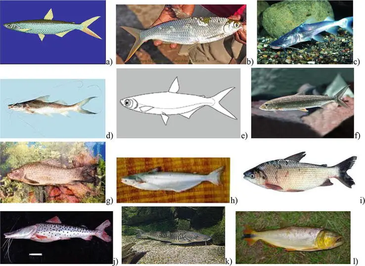 Pictures of important migratory freshwater fish of tropical region (taken from FishBase.org)