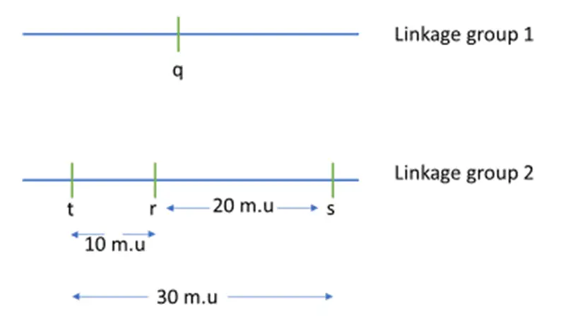 Genetic Map Based on Data Obtained From Two-Point Crosses in Tabl