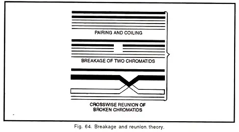 Breakage and Reunion Theory