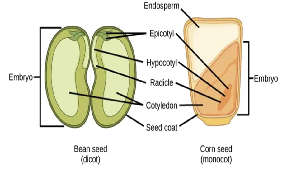 Difference between monocot and
Dicot embryo