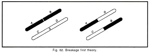 The ‘Breakage First’ Theory