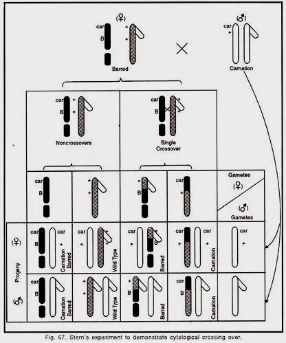 Stern’s Experiments or Drosophila