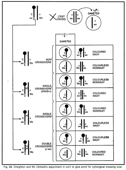 Creighton and Mc Clintock’s Experiments on Maize