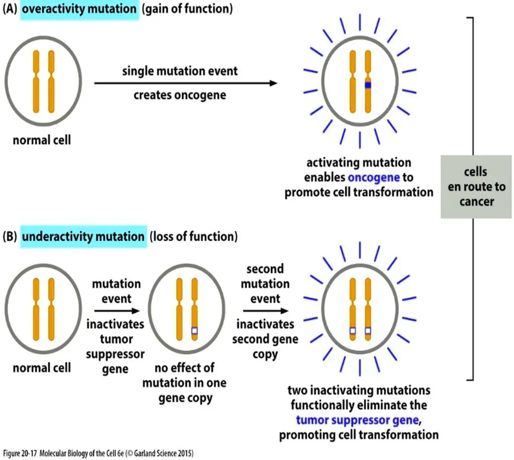 Types of Mutations Based on Loss of Function or Gain of Function