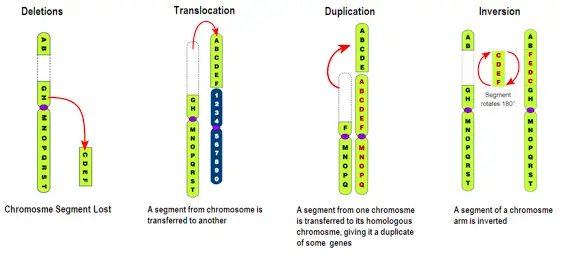 Chromosomal Mutations I