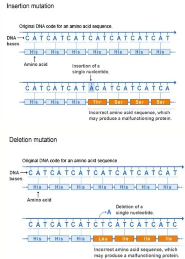 Types of Frameshift Mutations