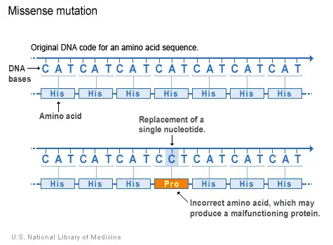 This image shows an example of missense mutation. One of the nucleotides (adenine) is replaced by another nucleotide (cytosine) in the DNA sequence. This results in an incorrect amino acid (proline) being incorporated into the protein sequence.