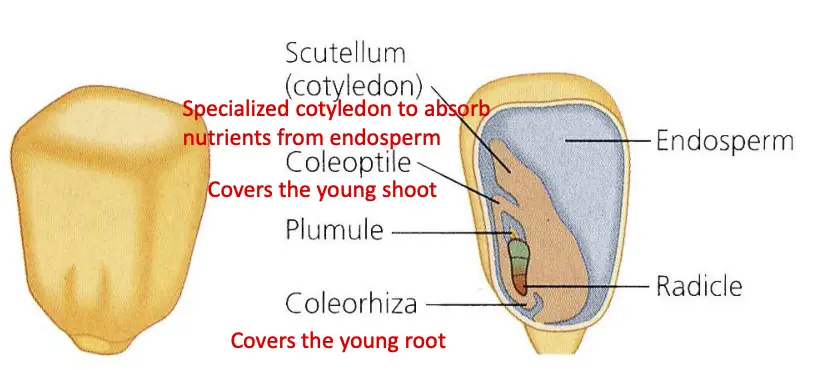 Structure of a mature
Monocot seed with
Scutellum