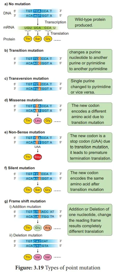 Types of Point mutation